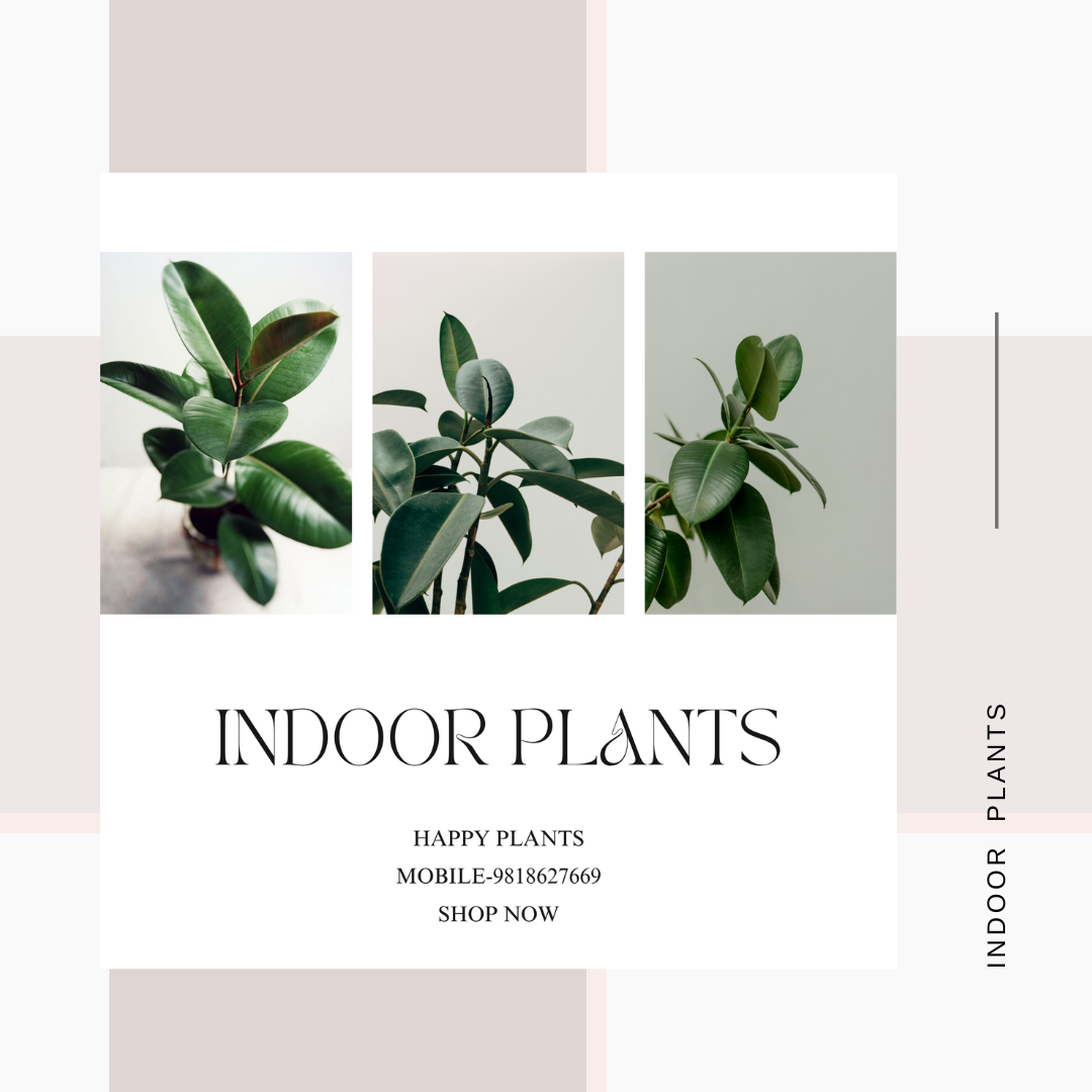 Plant Serenity